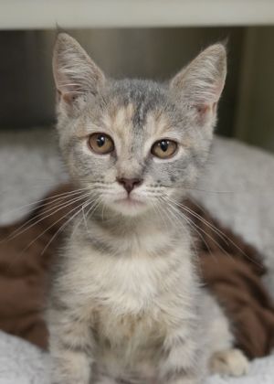 Sally 58732 Domestic Short Hair Cat