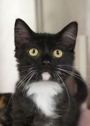 Goobernut 57877 Domestic Medium Hair Cat