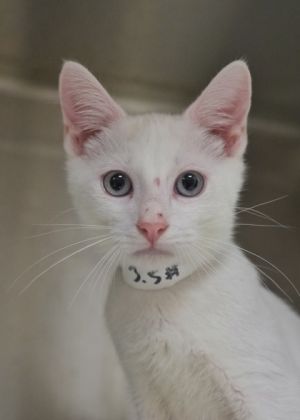 Haggis 58437 Domestic Short Hair Cat