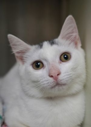 Tatties 58439 Domestic Short Hair Cat