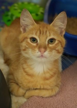 Kettle Corn 58780 Domestic Short Hair Cat