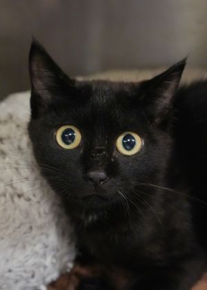 Gorgonzola 58726 Domestic Short Hair Cat