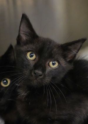 Gordy 58713 Domestic Short Hair Cat
