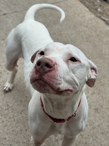 Chico, an adoptable American Staffordshire Terrier, Mixed Breed in Rhinelander, WI, 54501 | Photo Image 1