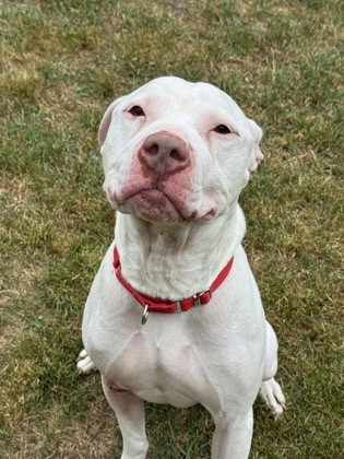 Chico, an adoptable American Staffordshire Terrier, Mixed Breed in Rhinelander, WI, 54501 | Photo Image 2