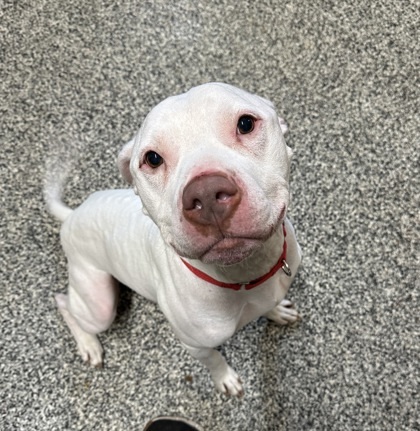 Chico, an adoptable American Staffordshire Terrier, Mixed Breed in Rhinelander, WI, 54501 | Photo Image 3