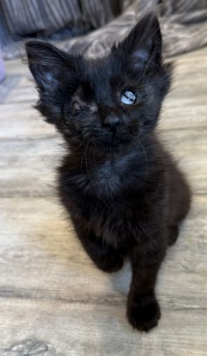 Blinky is the sweetest kitten She loves to cuddle and give head rubs She is blind but you would ne