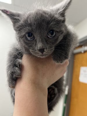 Dusty, Baby Male unknown