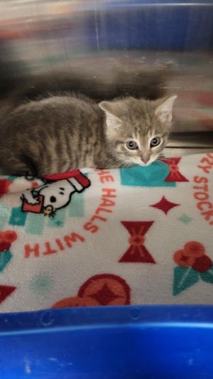 Macadamia, Baby Female unknown