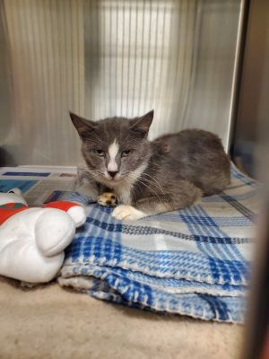 2025-07-183 Blaze, Adult Male unknown