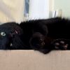 Maria Von Catt photo 3