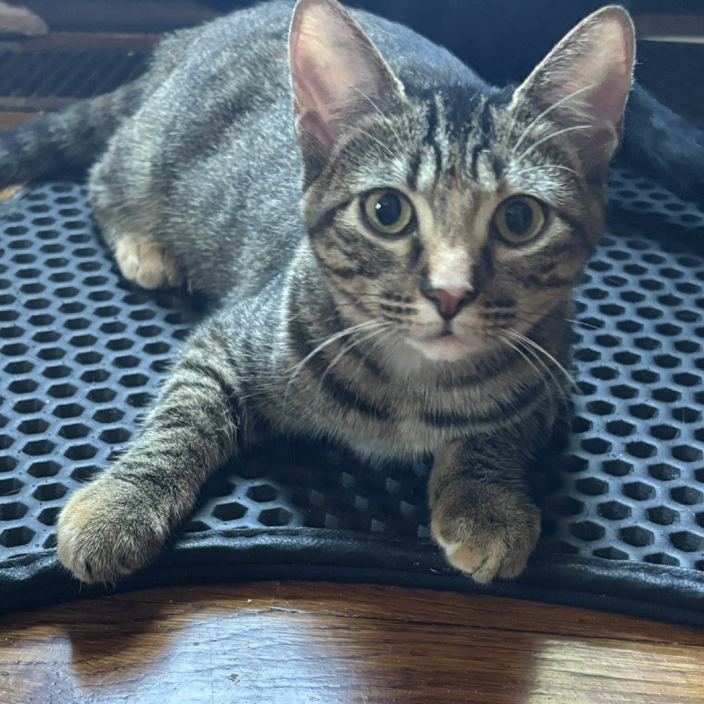 Roo, an adoptable Domestic Short Hair in Wichita, KS, 67208 | Photo Image 1