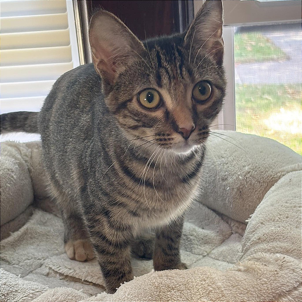 Roo, an adoptable Domestic Short Hair in Wichita, KS, 67208 | Photo Image 2