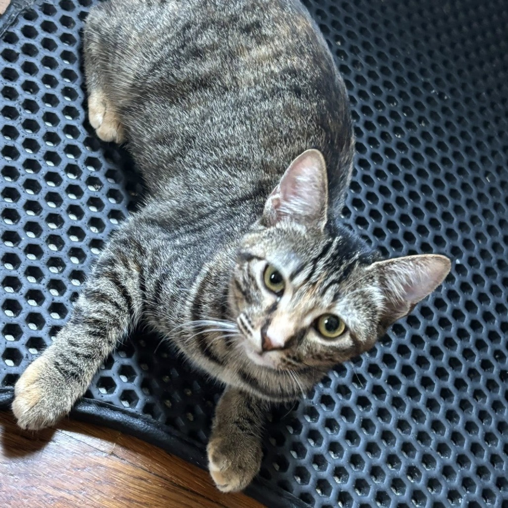 Roo, an adoptable Domestic Short Hair in Wichita, KS, 67208 | Photo Image 3