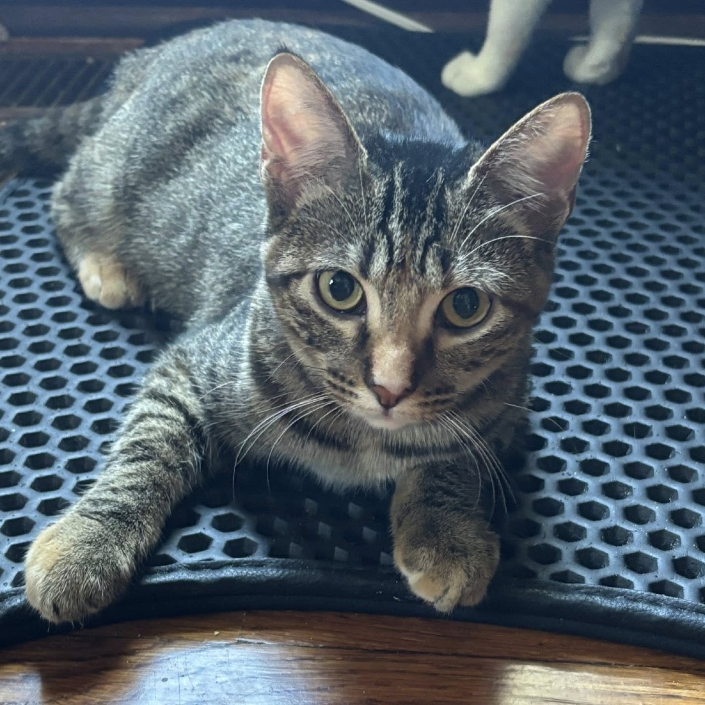 Roo, an adoptable Domestic Short Hair in Wichita, KS, 67208 | Photo Image 4