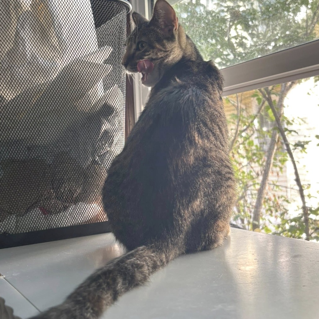 Roo, an adoptable Domestic Short Hair in Wichita, KS, 67208 | Photo Image 5