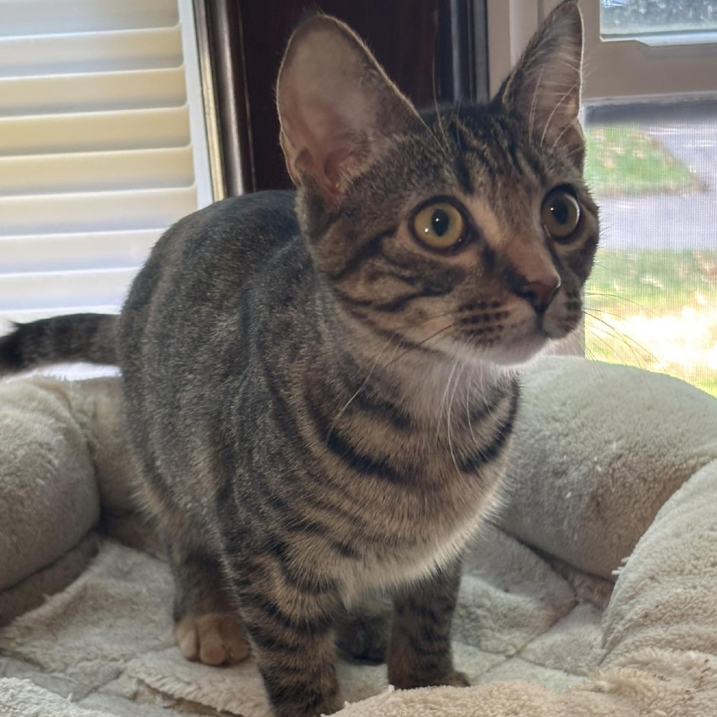 Roo, an adoptable Domestic Short Hair in Wichita, KS, 67208 | Photo Image 6