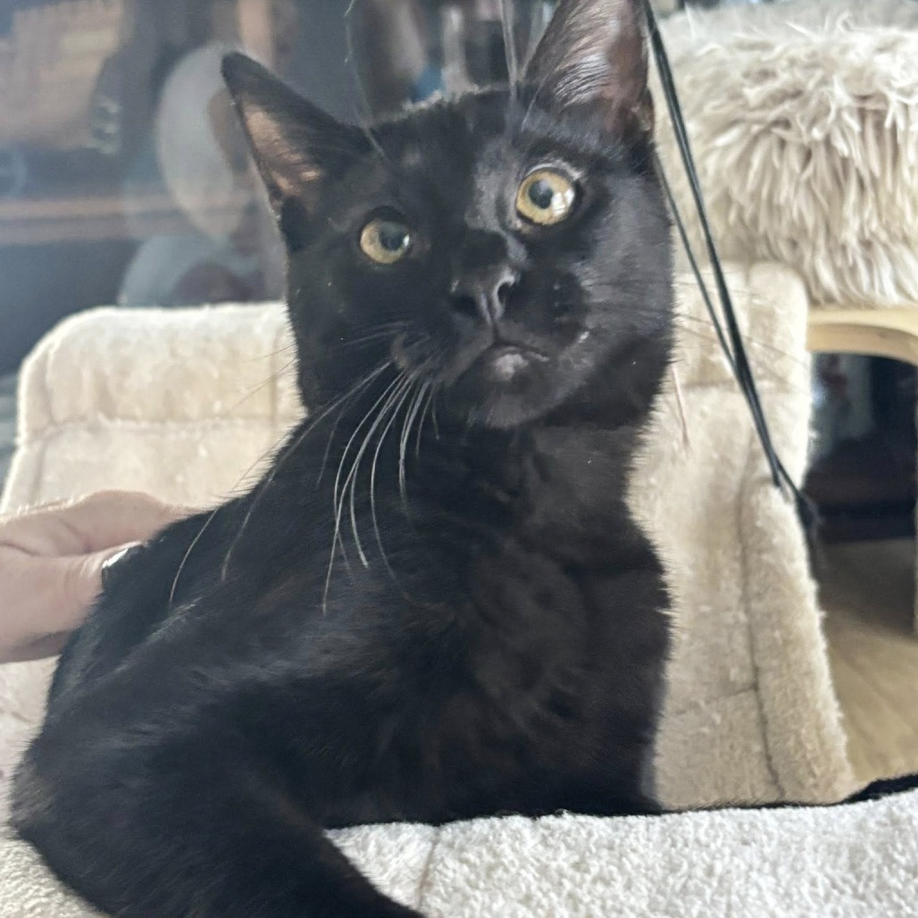 Rabbit, an adoptable Domestic Short Hair in Wichita, KS, 67208 | Photo Image 1