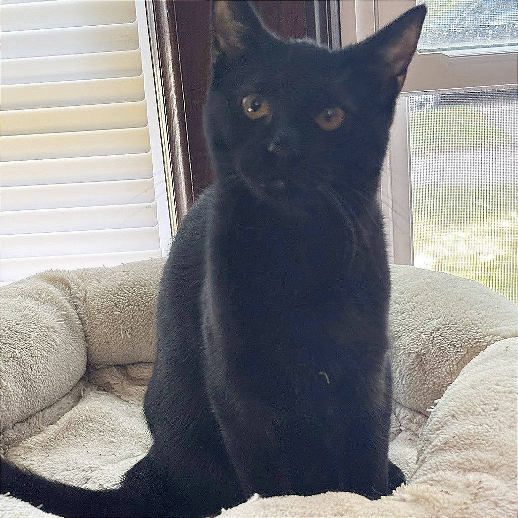 Rabbit, an adoptable Domestic Short Hair in Wichita, KS, 67208 | Photo Image 2