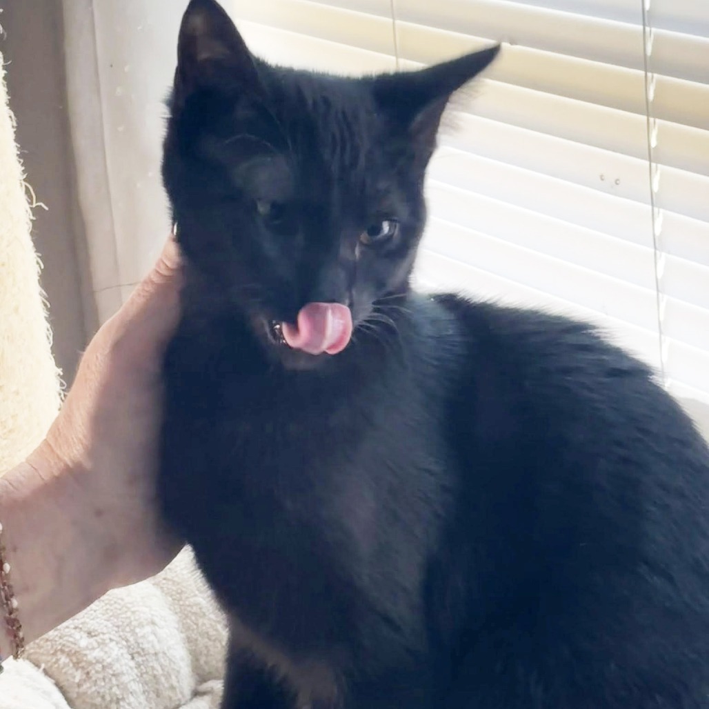 Rabbit, an adoptable Domestic Short Hair in Wichita, KS, 67208 | Photo Image 3