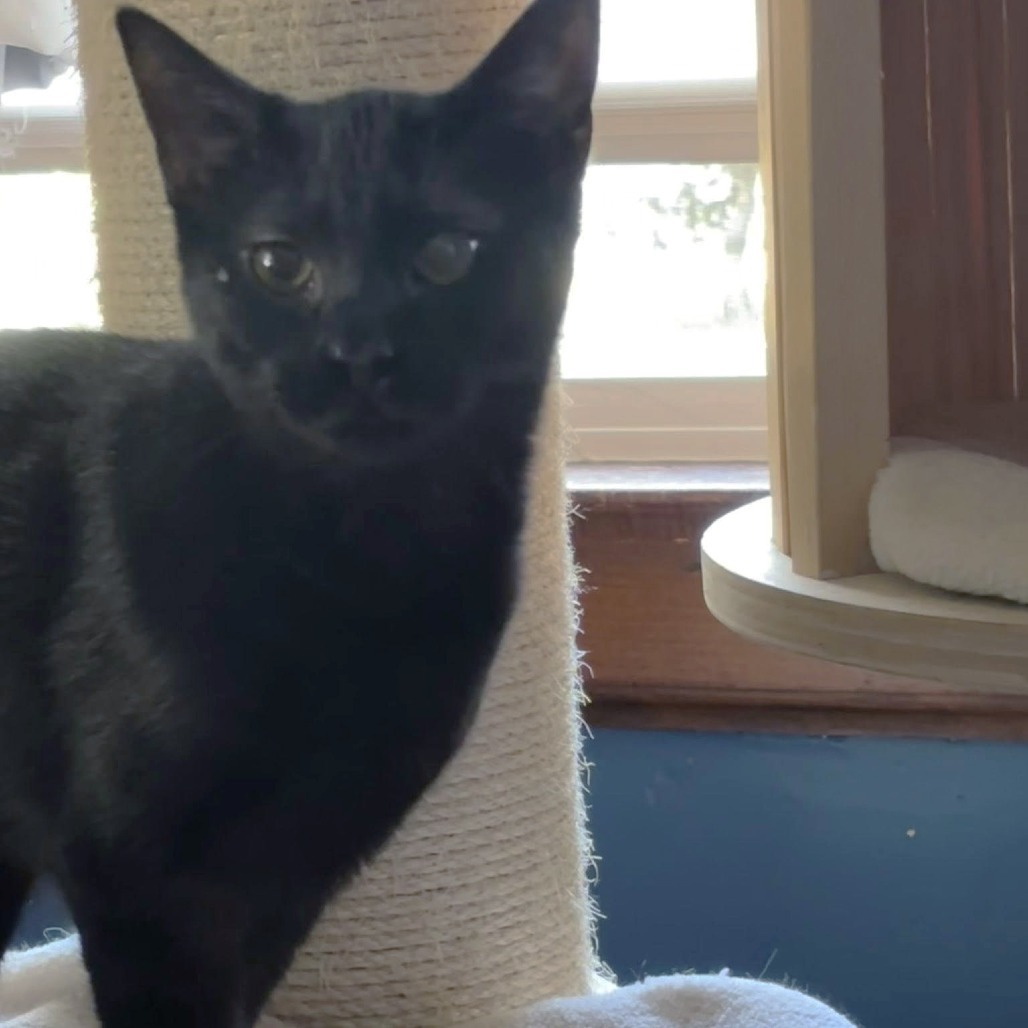 Rabbit, an adoptable Domestic Short Hair in Wichita, KS, 67208 | Photo Image 4