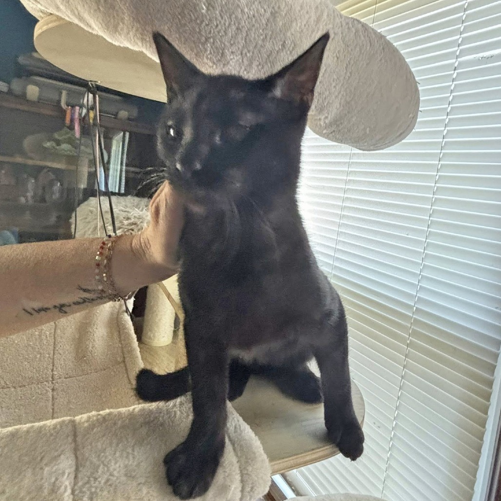 Rabbit, an adoptable Domestic Short Hair in Wichita, KS, 67208 | Photo Image 5