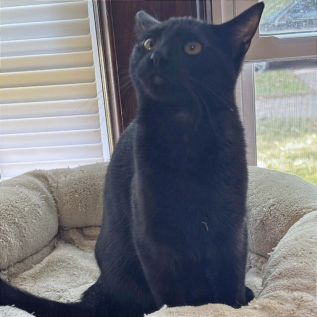 Rabbit, an adoptable Domestic Short Hair in Wichita, KS, 67208 | Photo Image 6