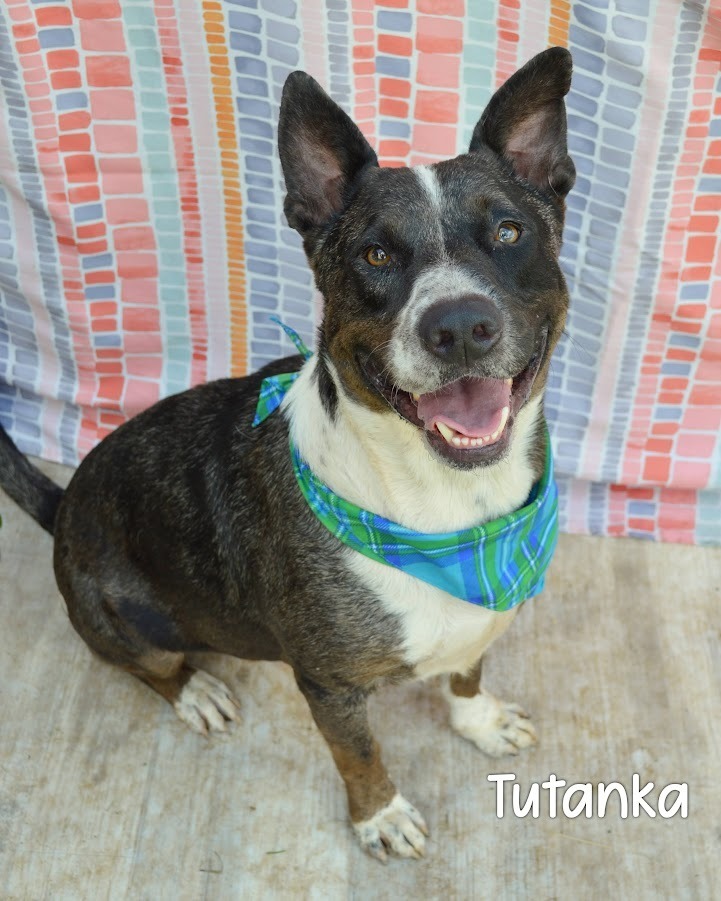 Tutanka