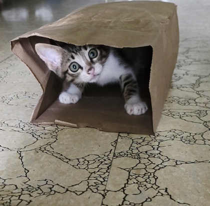 Taz