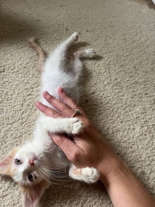 WINSTON