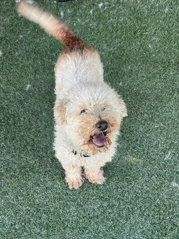 Teddy