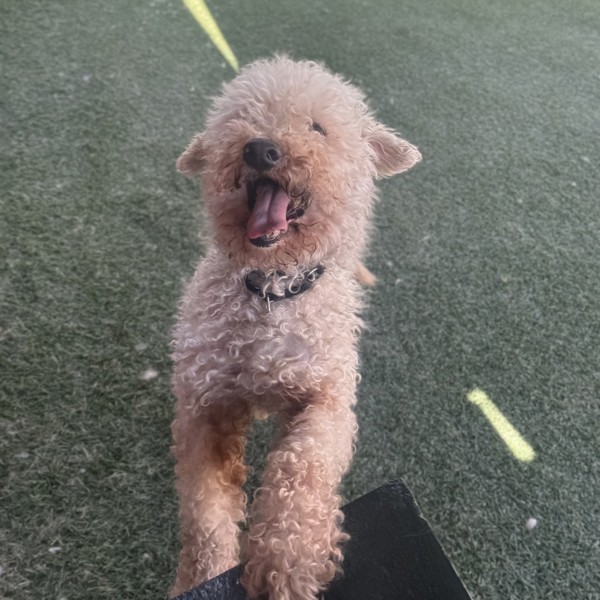 Teddy