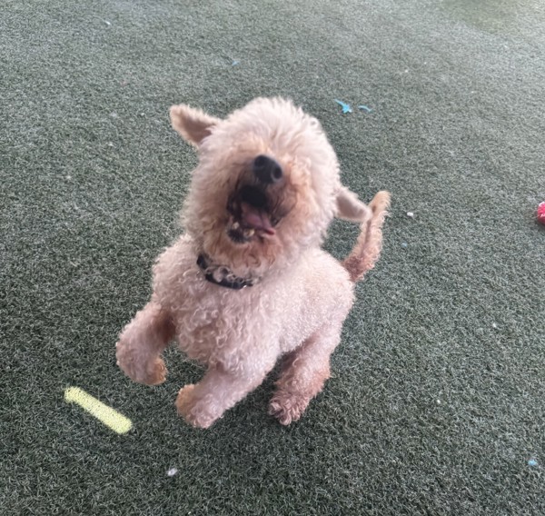 Teddy