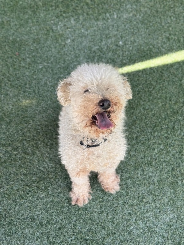 Teddy