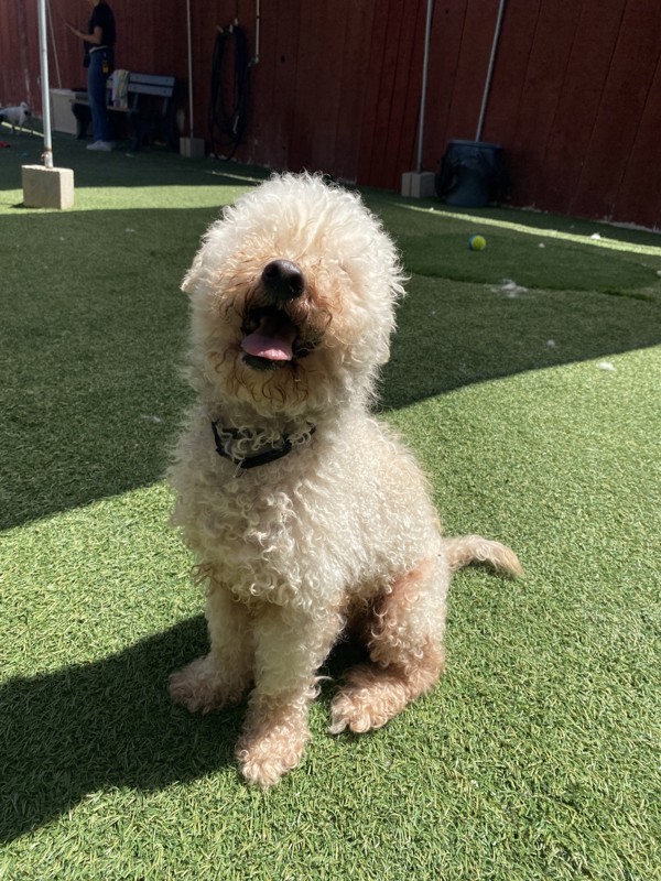 Teddy
