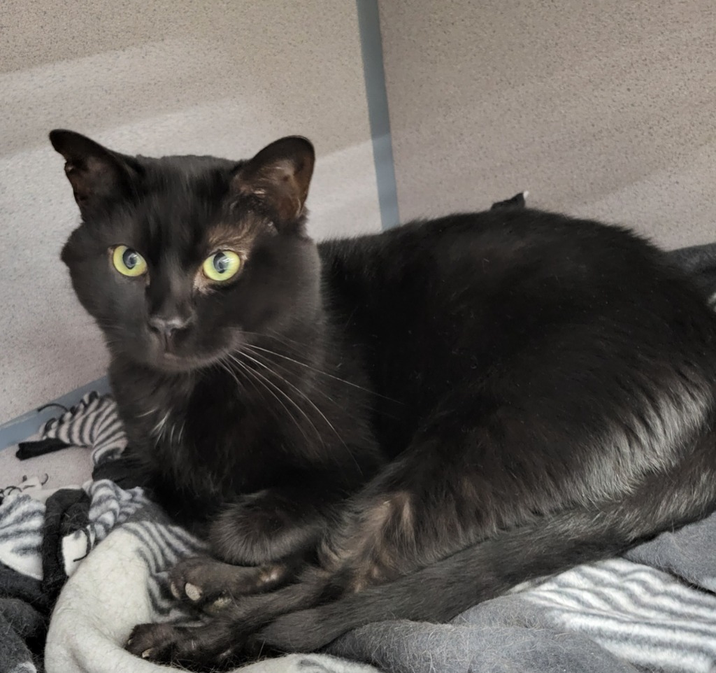 Magic, an adoptable Domestic Short Hair in Medford, WI, 54451 | Photo Image 1