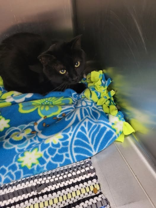 Magic, an adoptable Domestic Short Hair in Medford, WI, 54451 | Photo Image 2