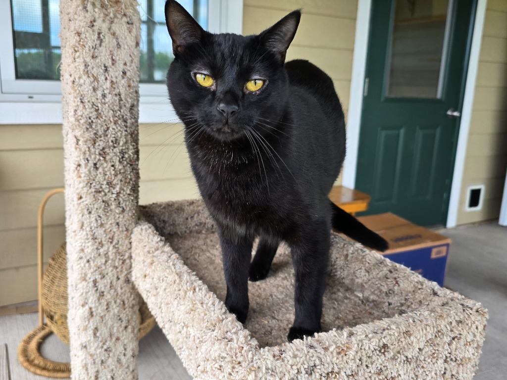 Winnie, an adoptable Domestic Short Hair in Ashland, WI, 54806 | Photo Image 2