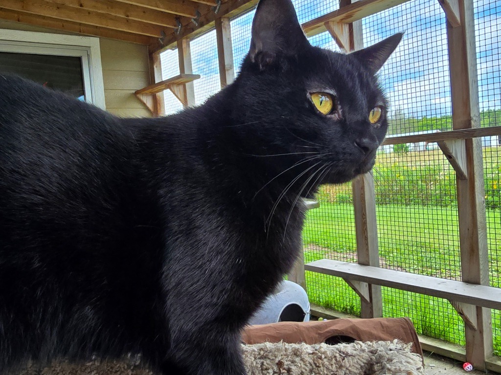 Winnie, an adoptable Domestic Short Hair in Ashland, WI, 54806 | Photo Image 3