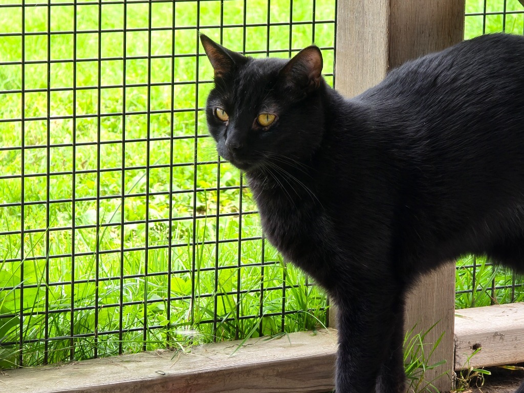 Winnie, an adoptable Domestic Short Hair in Ashland, WI, 54806 | Photo Image 5