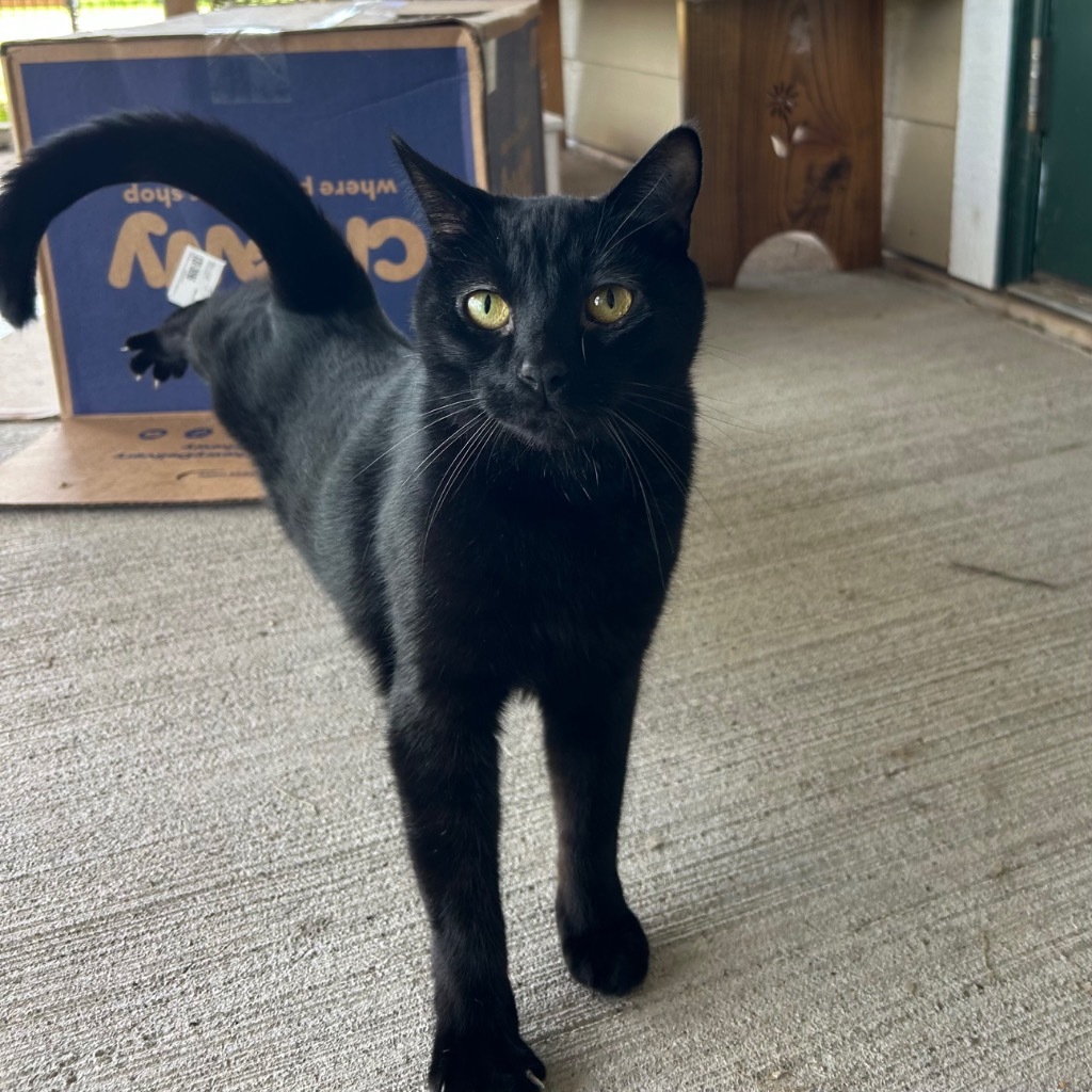 Winnie, an adoptable Domestic Short Hair in Ashland, WI, 54806 | Photo Image 6