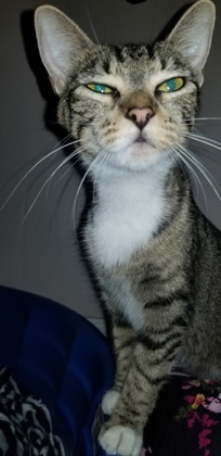 JUNIPER