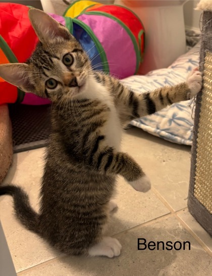 Benson
