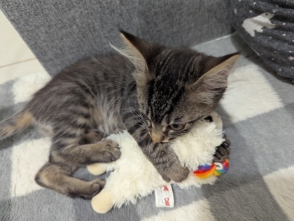 TEENY