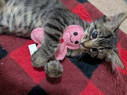 TEENY