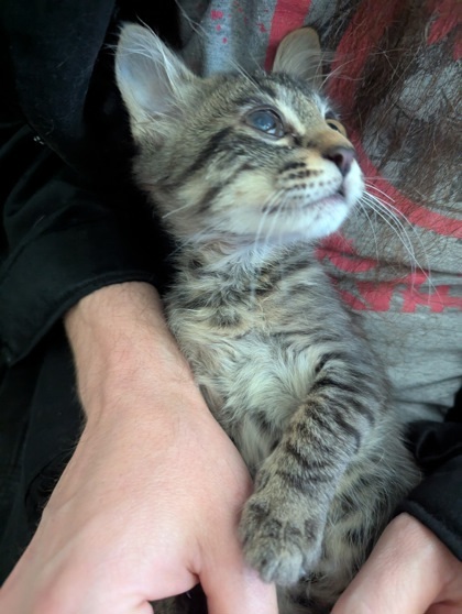 TEENY