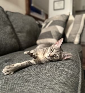 Plum Domestic Short Hair Cat
