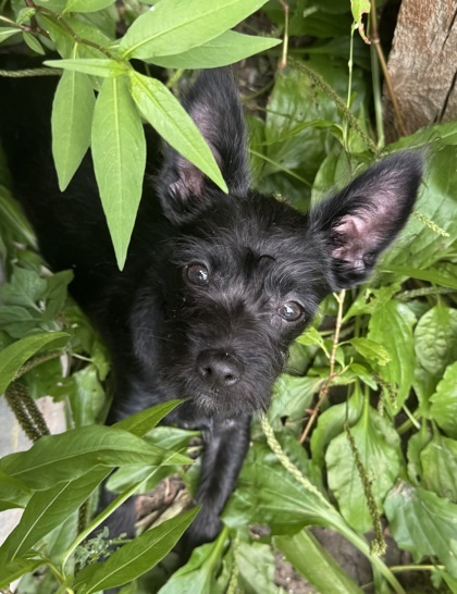 Fergus