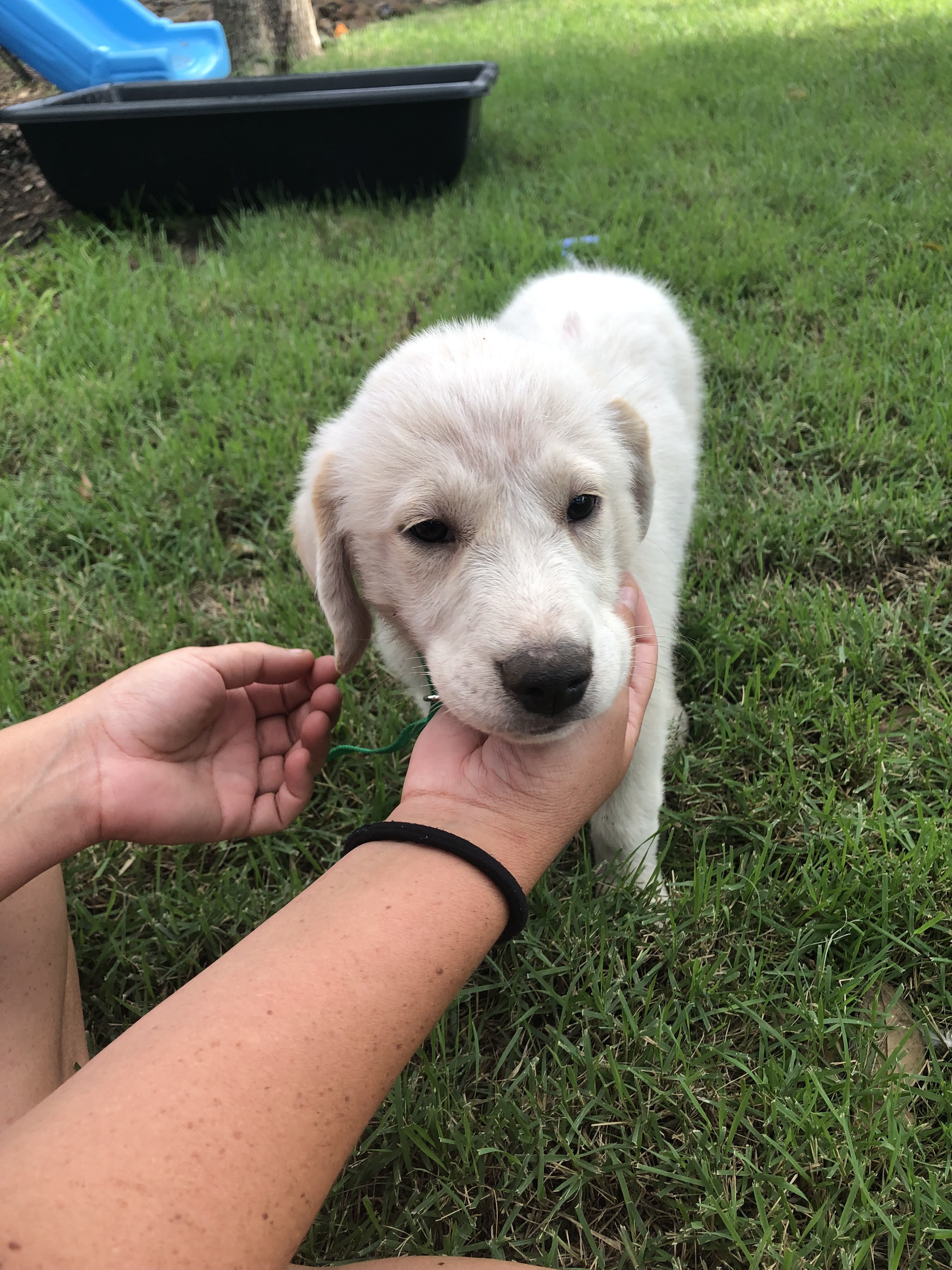 Tiffany of the Hepburn Litter ATX