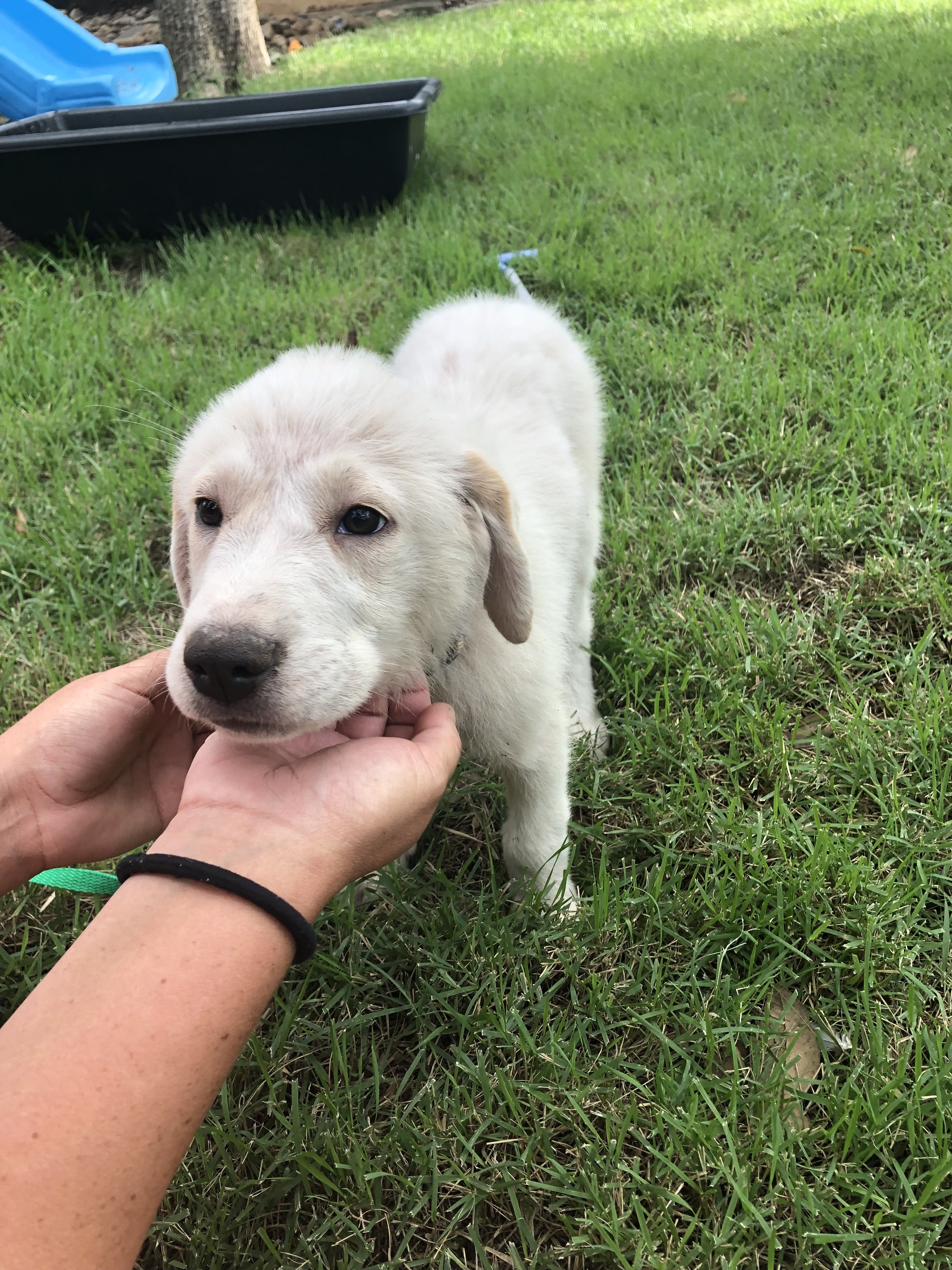 Tiffany of the Hepburn Litter ATX